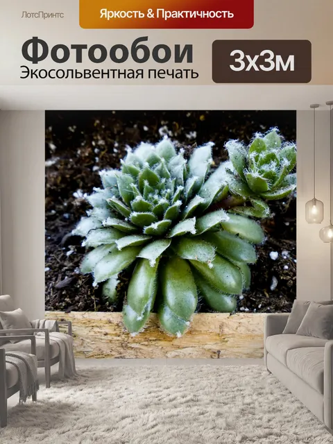 Фотообои Одна звезда сочной Крупным планом