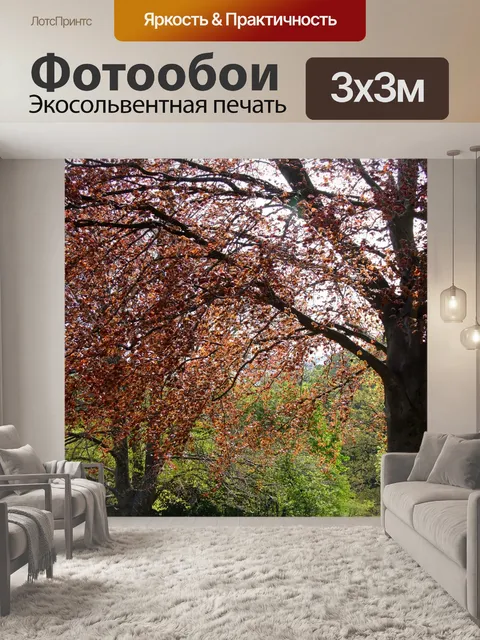 Фотообои Бук