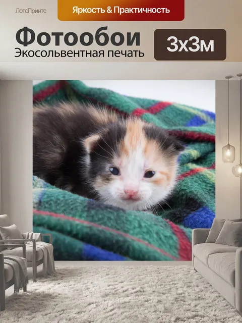 Фотообои Красивая кошка