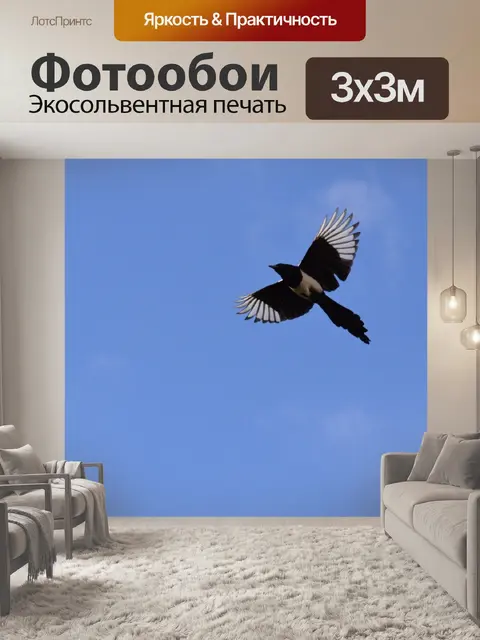 Фотообои Сорока