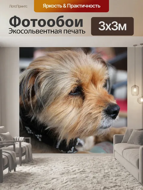 Фотообои Йоркширский терьер