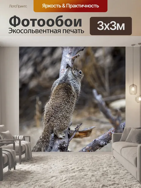 Фотообои белка