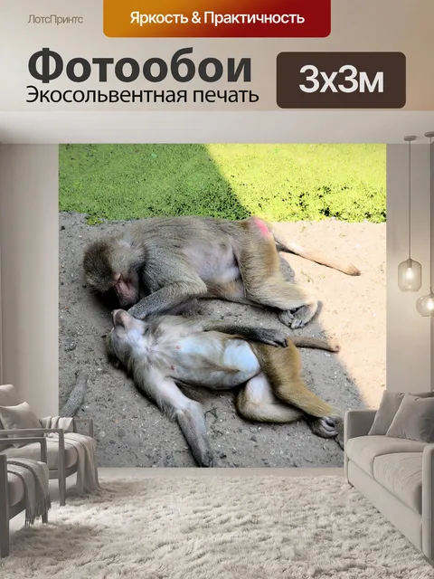 Фотообои Бабуин 9