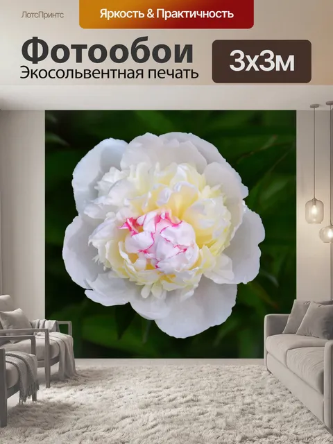 Фотообои Blooming peony