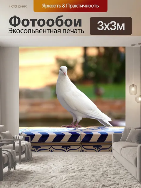Фотообои Голубь
