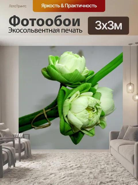 Фотообои Цветок белого лотоса