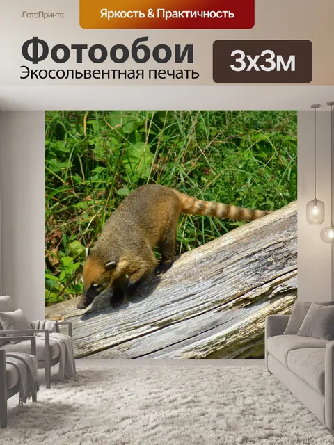 Фотообои Коати
