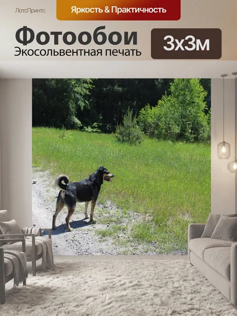 Фотообои Собака, Польша