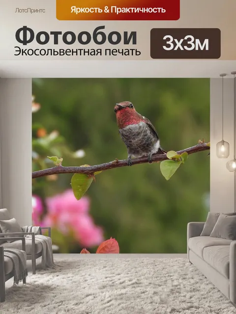 Фотообои Колибри