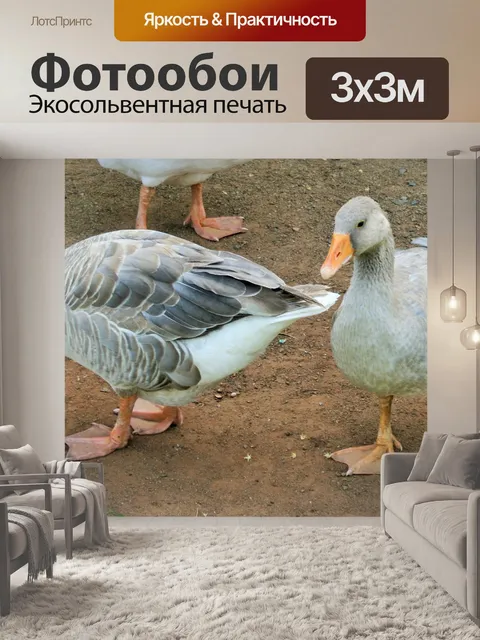 Фотообои серые гуси, животноводческая ферма, Ball