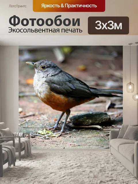Фотообои Апельсиновый дрозд
