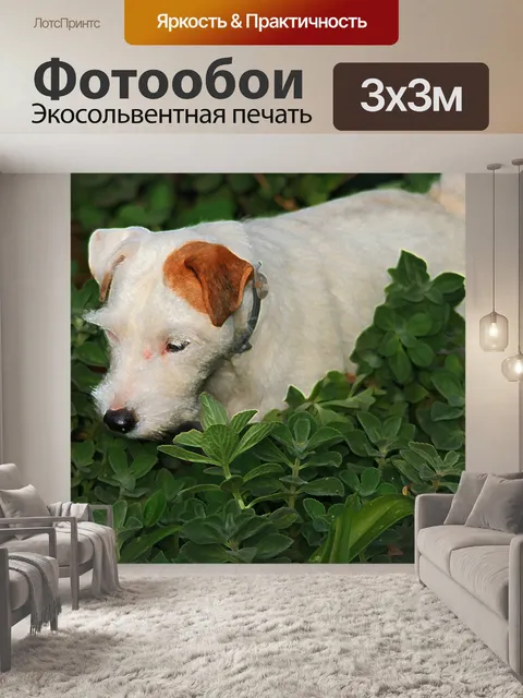 Фотообои джек-рассел-терьер в саду