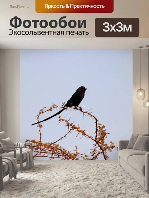 Фотообои черная птица с длинным хвостом