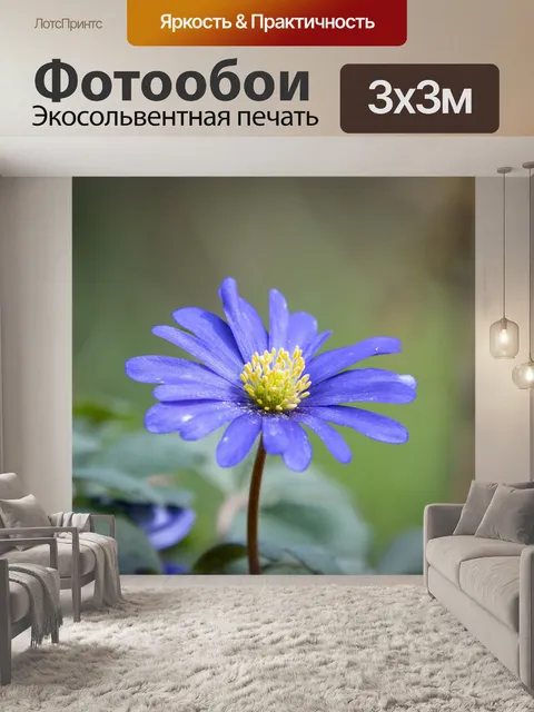 Фотообои Цветок, ветреница синяя