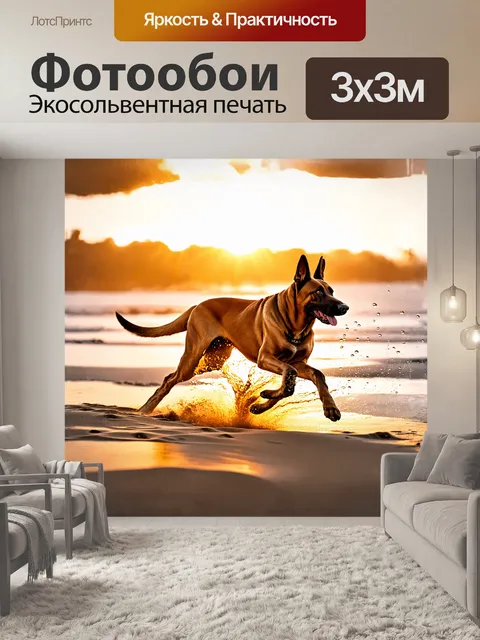 Фотообои овчарка, бельгийский малинуа, изображена в золотом свете восходящего солнца, бегающей по песчаному пляжу