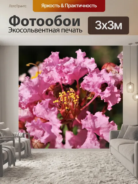 Фотообои Розовый креп Мирт Блум крупным планом