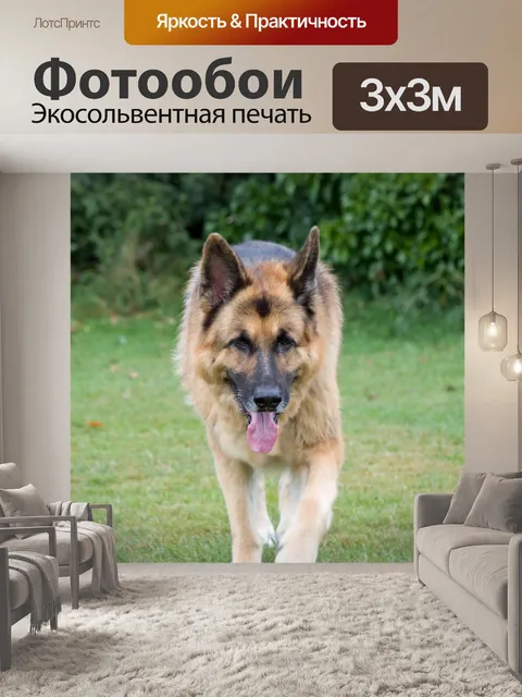 Фотообои Немецкая овчарка
