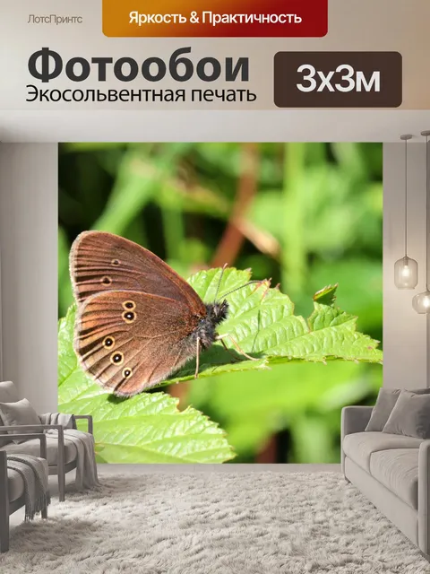 Фотообои Бабочка