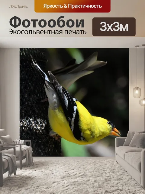 Фотообои Американский щегол