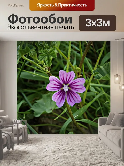 Фотообои Цветок