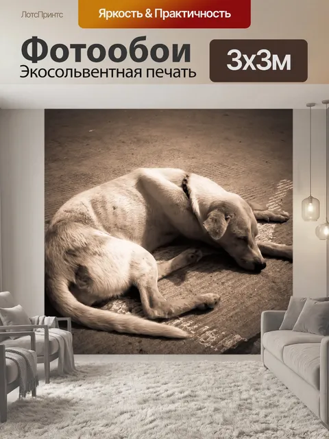 Фотообои Улица собаки