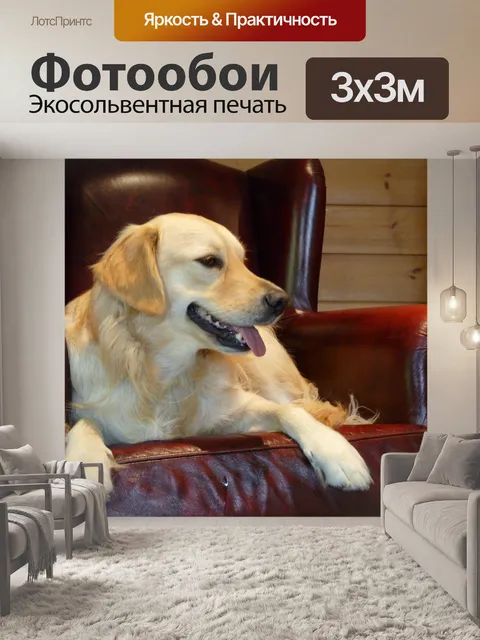 Фотообои Золотистый ретривер