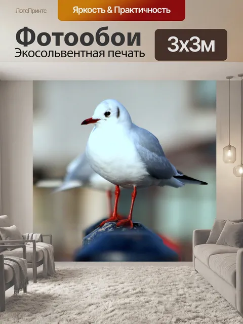 Фотообои Чайка