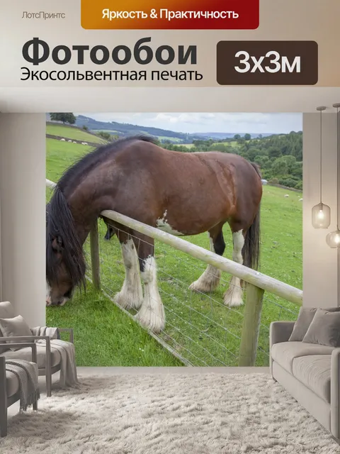 Фотообои Домашняя лошадь