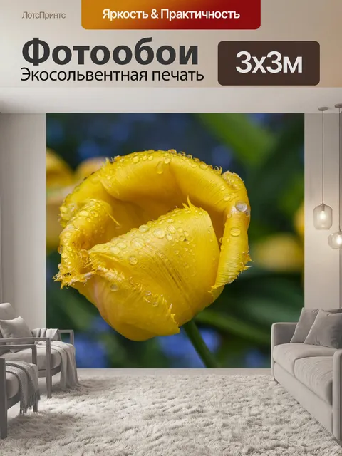 Фотообои Тюльпан Гибрид