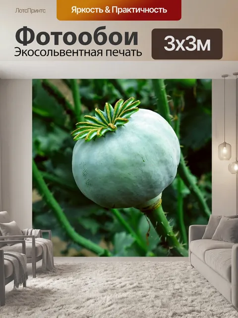 Фотообои Мак