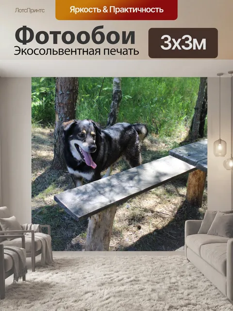 Фотообои Собака, Польша