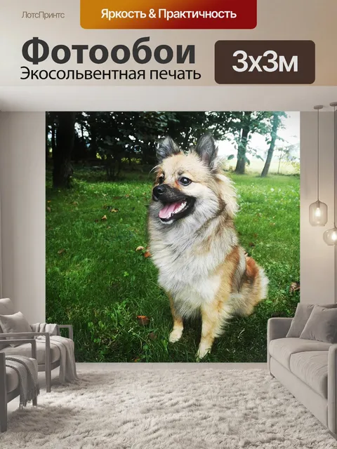 Фотообои Собака