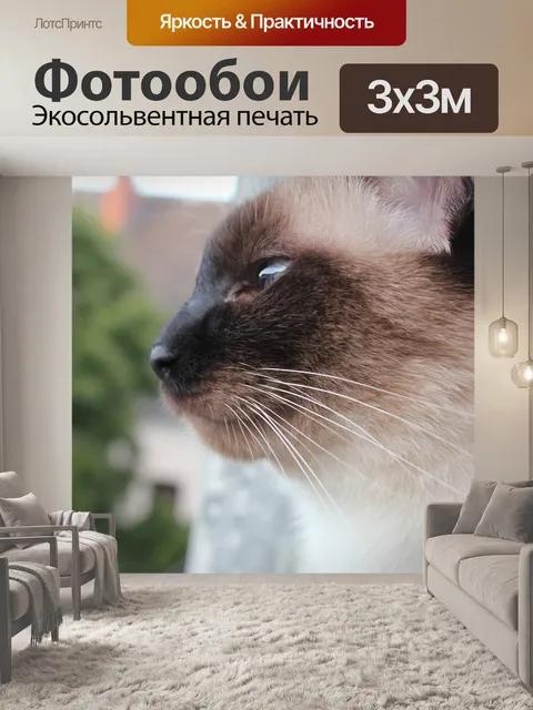 Фотообои Сиамская кошка