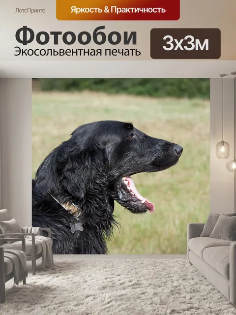 Фотообои Прямошерстный ретривер