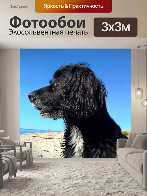 Фотообои Собака