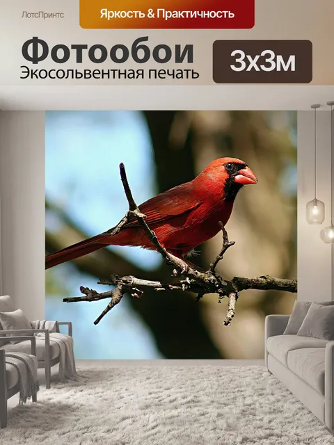 Фотообои Кардинал