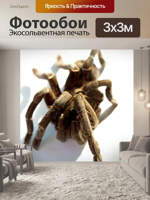 Фотообои Тарантул паук