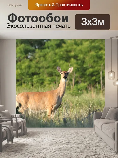 Фотообои Белохвостый олень на дачном поле