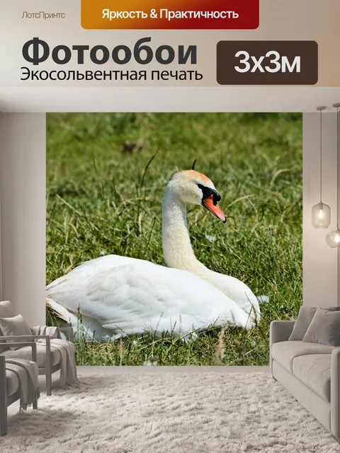 Фотообои Лебедь