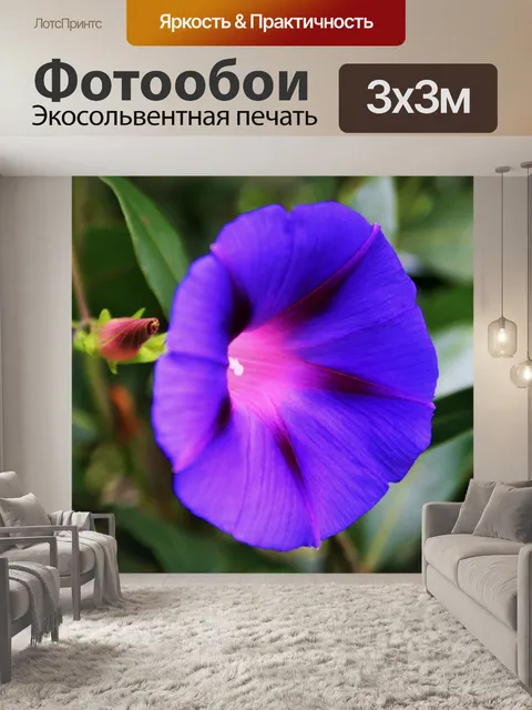 Фотообои Слава утра, фиолетовый труба