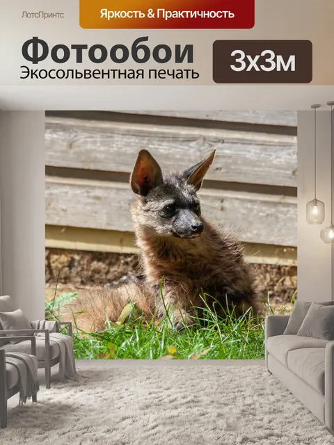 Фотообои Лисица-корсак