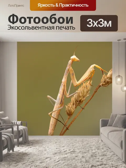 Фотообои Богомол