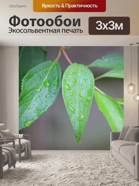 Фотообои Капли дождя на зеленых листьев
