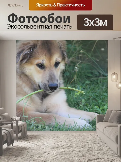Фотообои Собака
