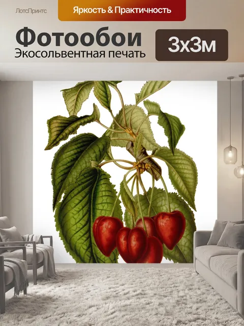 Фотообои Абрикос Фрукты Винтаж Искусство