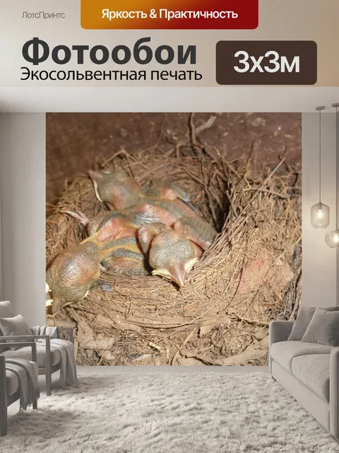 Фотообои Птицы