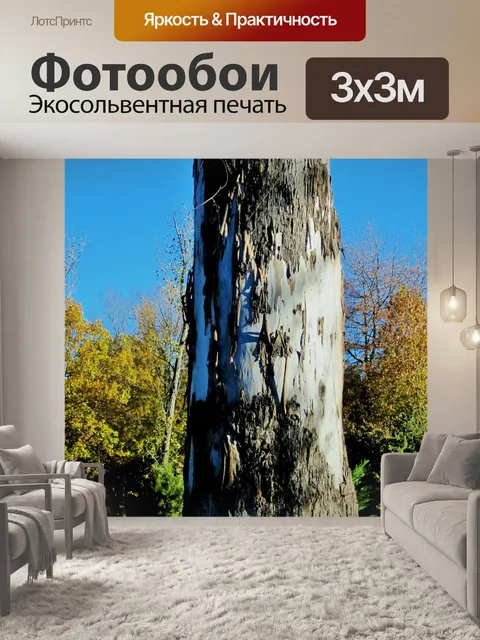 Фотообои эвкалипта ствол дерева