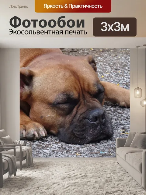 Фотообои Собака