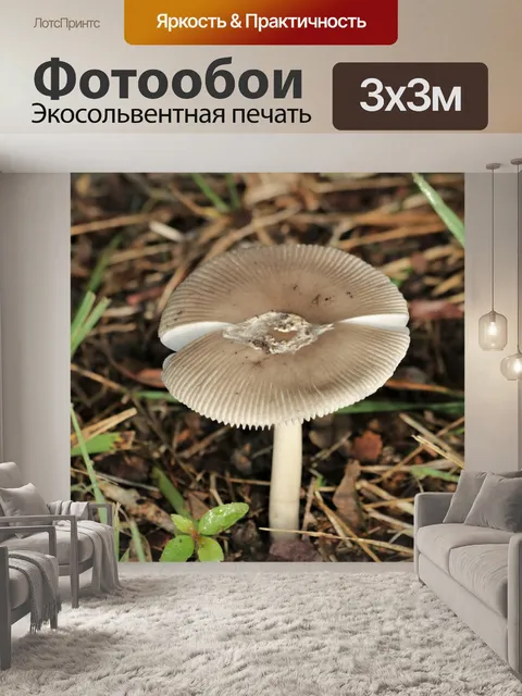 Фотообои Гриб мухомор серый в траве 2
