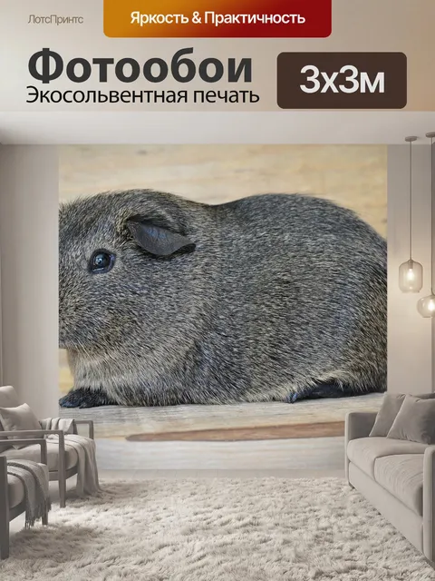 Фотообои Морская свинка